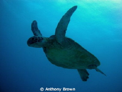turtle heading up for a breath of the good stuff. by Anthony Brown 